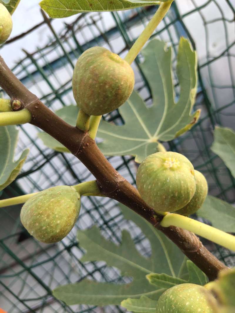 这神布是什么虫害,叶子上面好多 - 无花果论坛 - 水果邦农人之家论坛