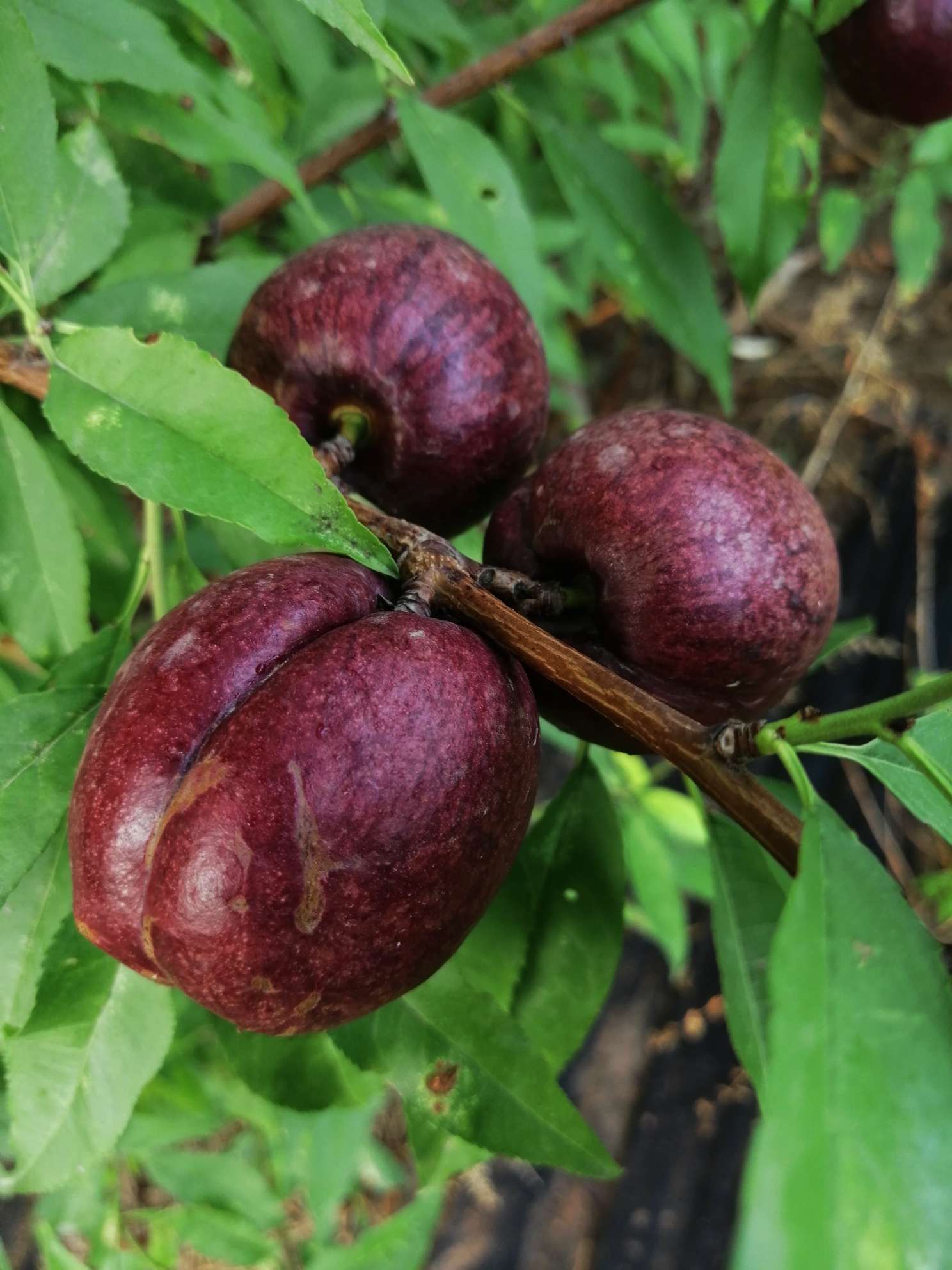 江苏海安紫桃快熟了