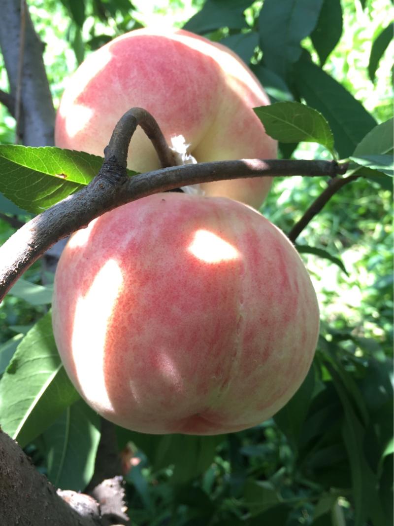 桃中佳品——苏丽