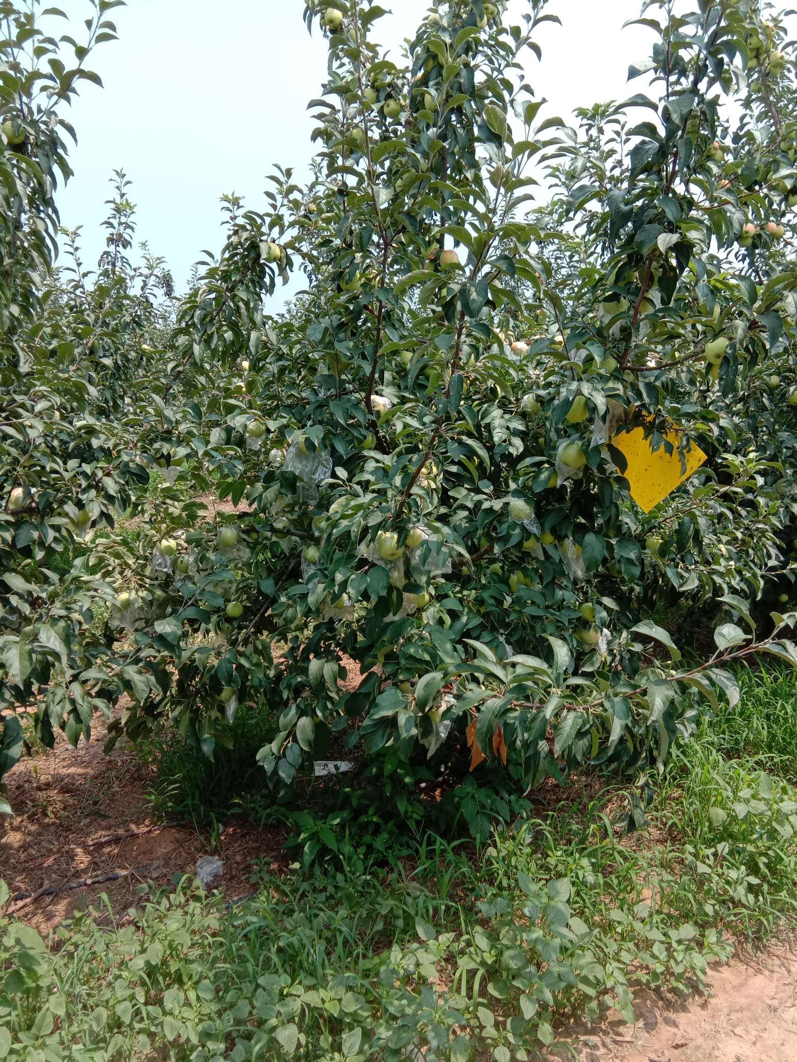 天仙苹果图片