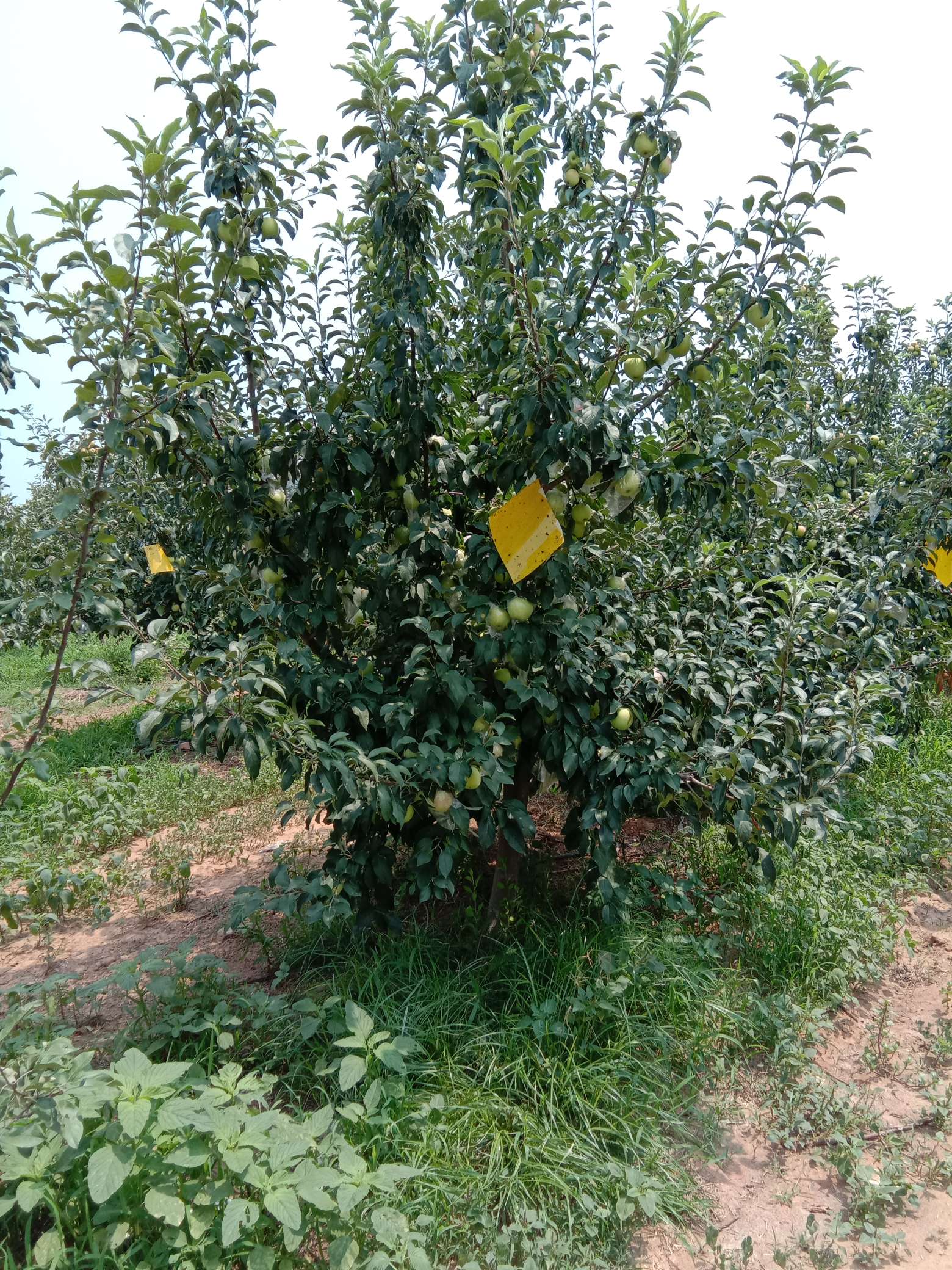 天仙苹果图片