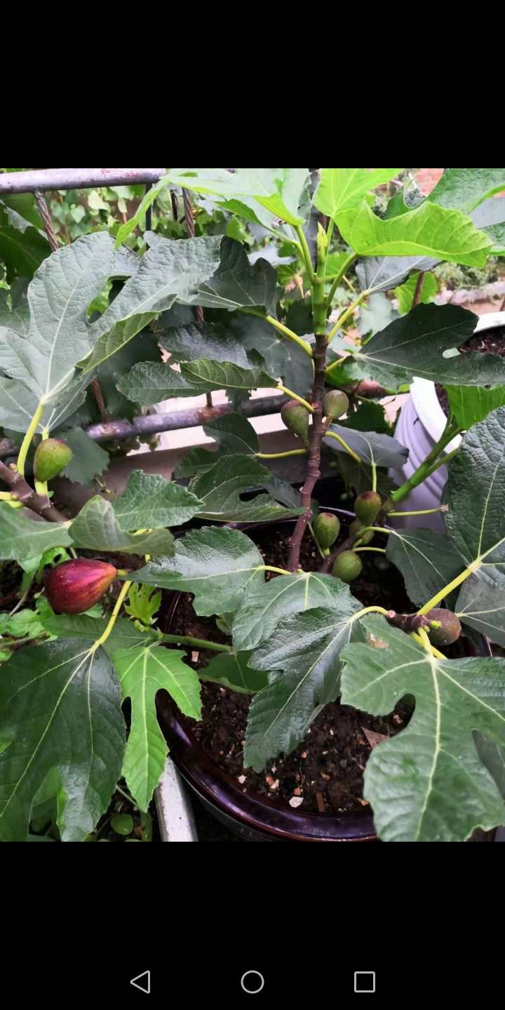 请问邦友无花果现在冒的果芽今年能成熟吗?