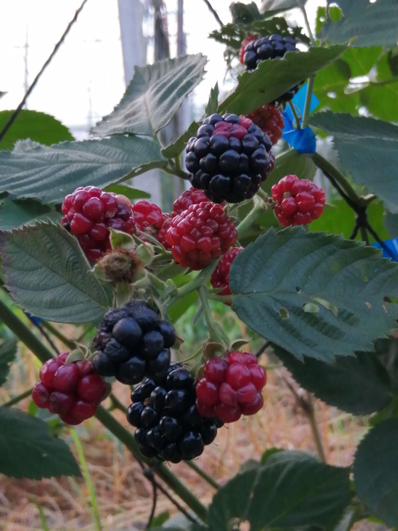 黑莓树是什么样子的图片