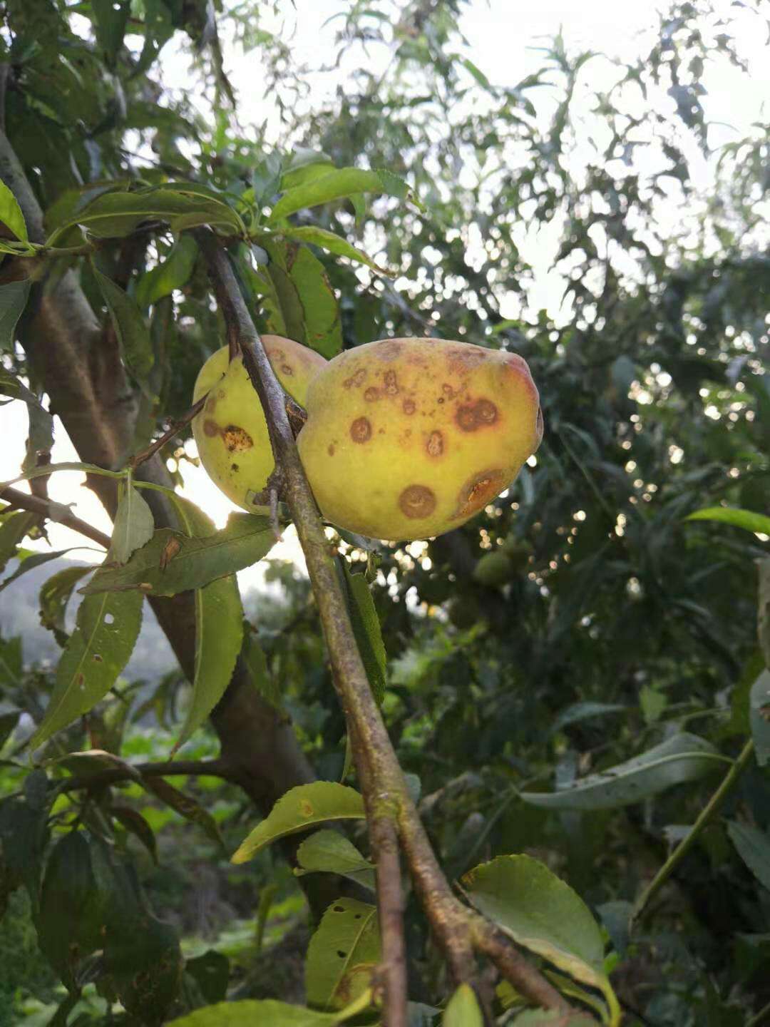 桃树主要病害的识别与防治!