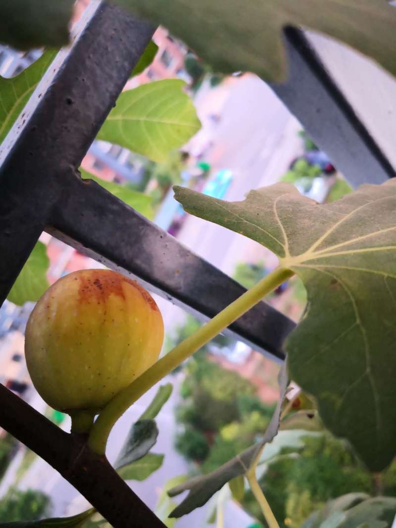 突然膨大的破布,迅速生长的小波 - 无花果论坛 - 水果邦农人之家论坛