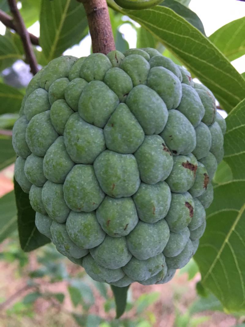 大目- 番荔枝(释迦) - 水果邦农人之家论坛