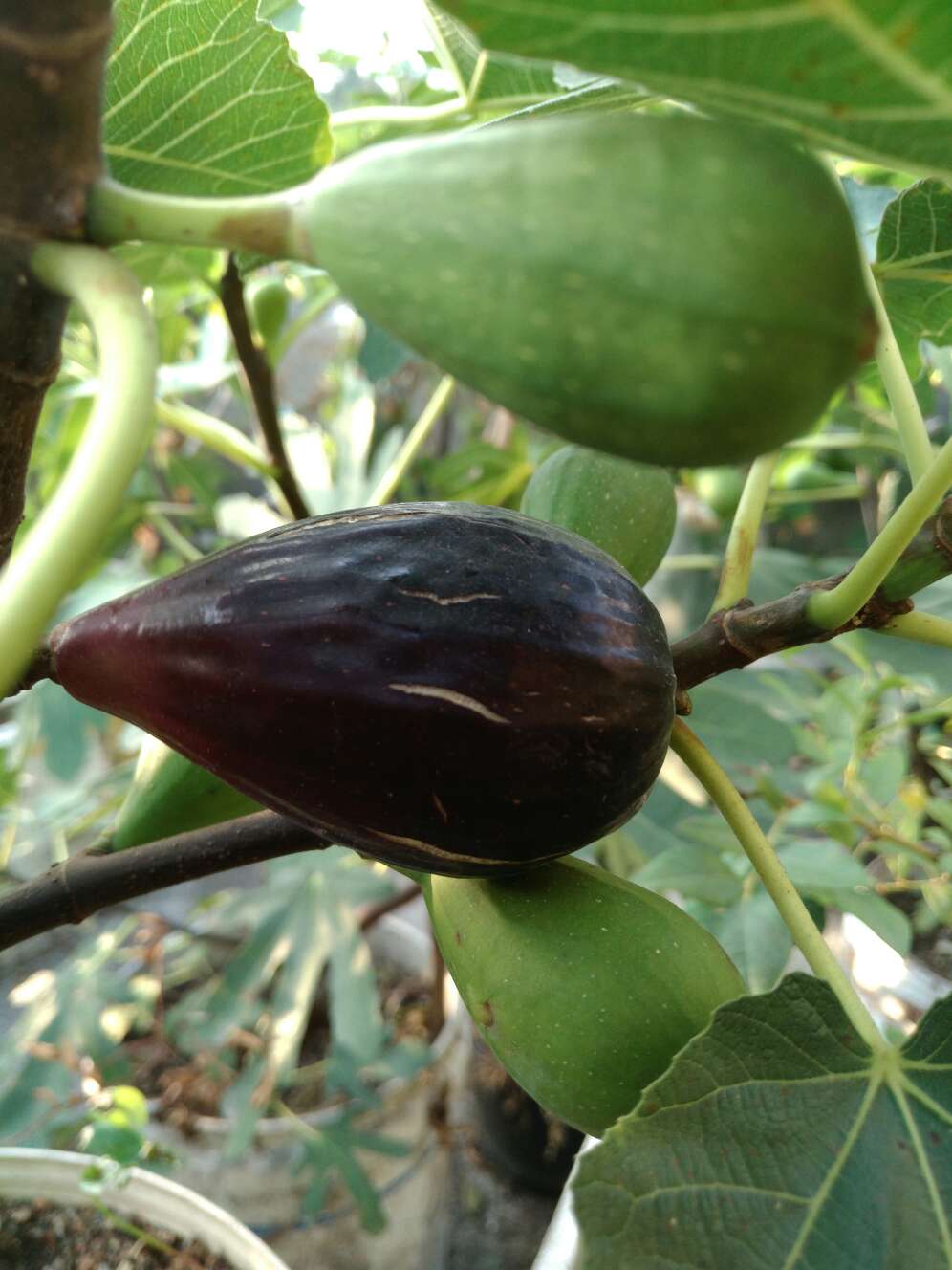 黑卡龙,棒约翰,美丽亚 - 无花果论坛 - 水果邦农人之家论坛