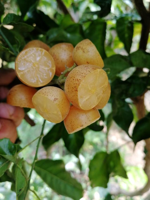 最甜的黄皮品种――无核黑黄皮