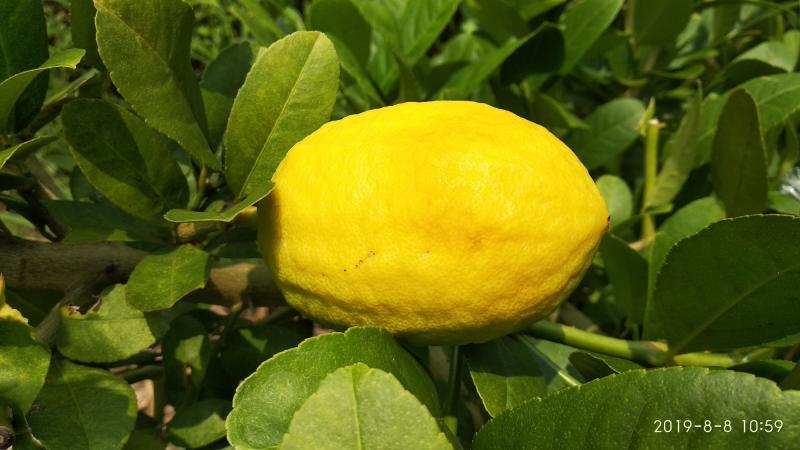 求分享一棵四季香水柠檬