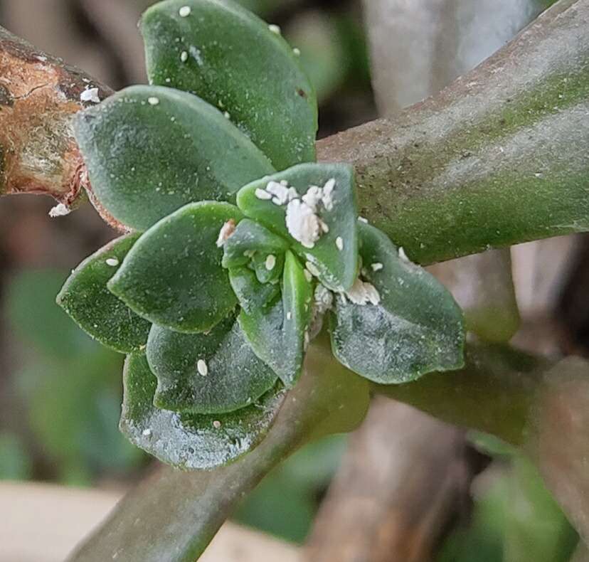 長果桑與黴菌的作戰