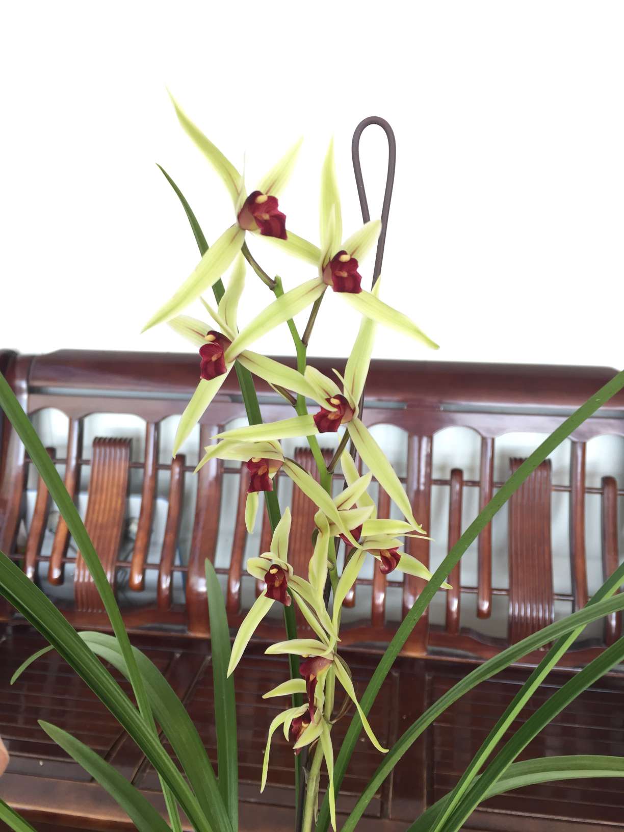 兰花 寒兰 雪中红