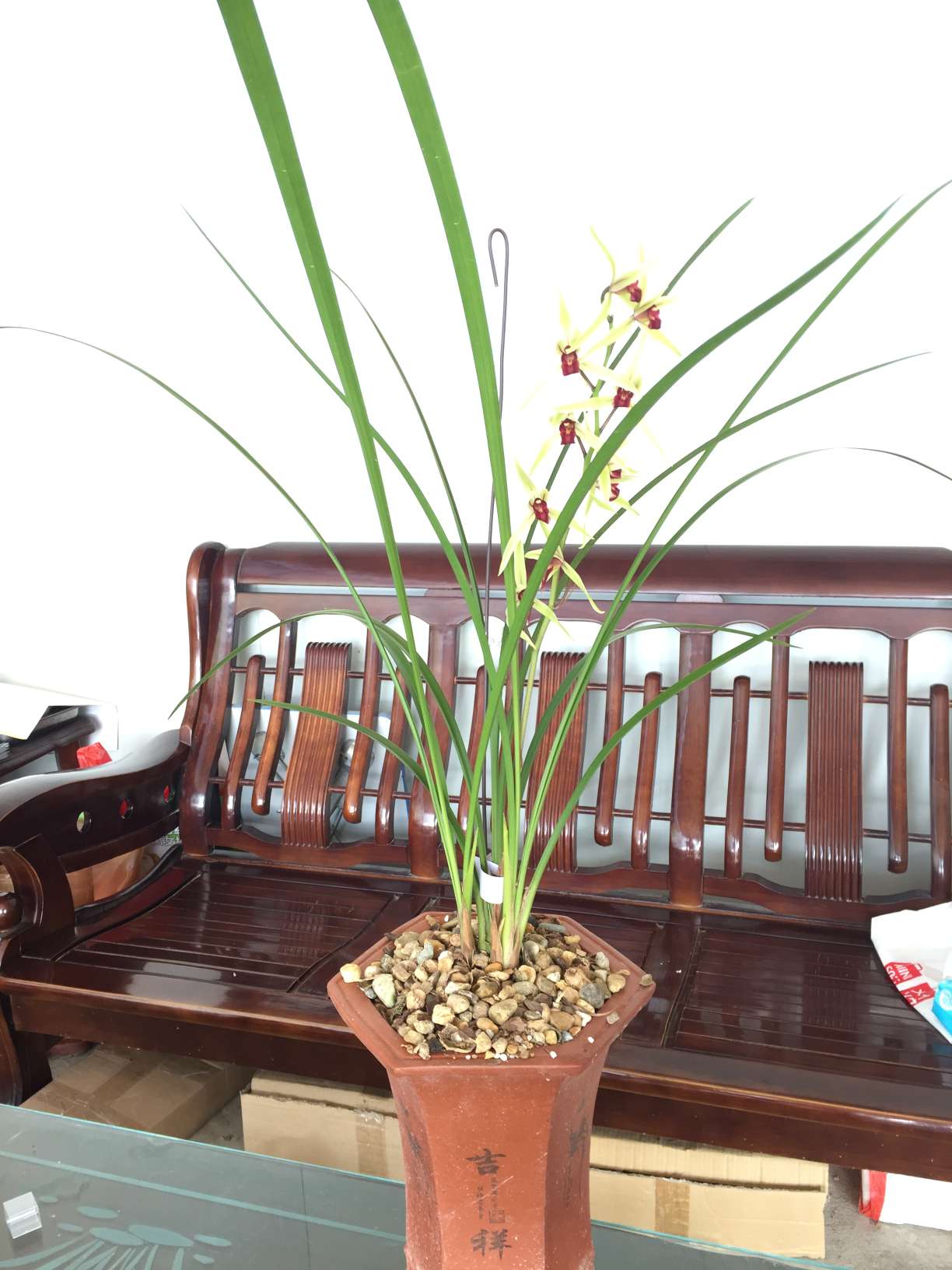 兰花 寒兰 雪中红