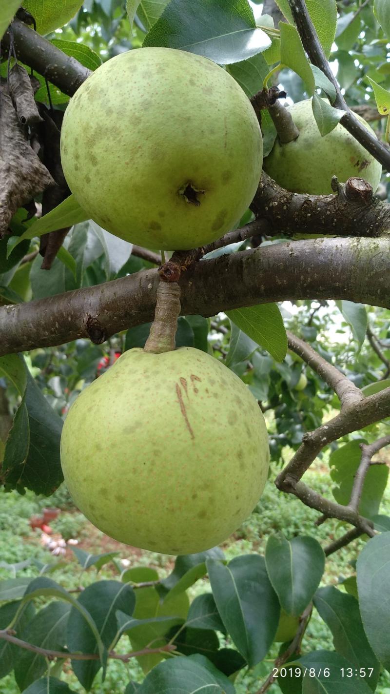 补交作业 8月1日梨树黑星病救治.