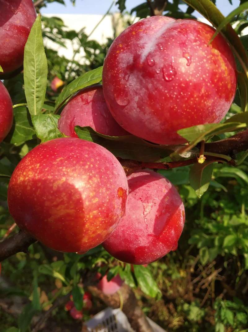 不知名李子开始成熟了