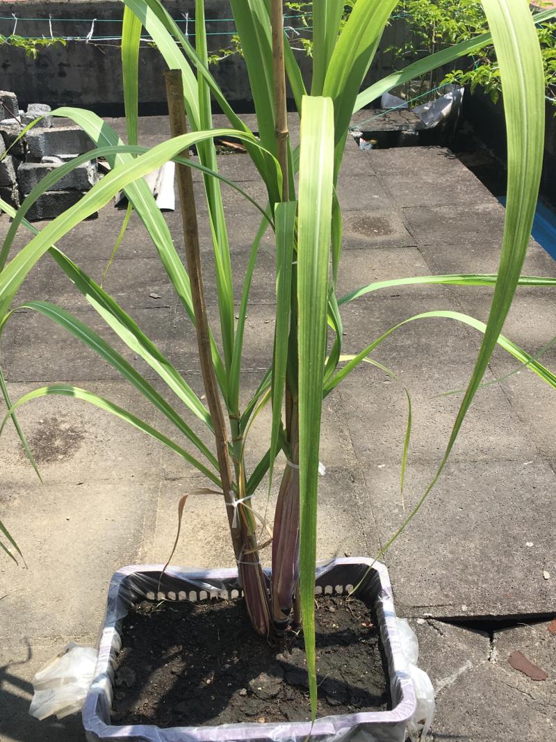 盆栽甘蔗