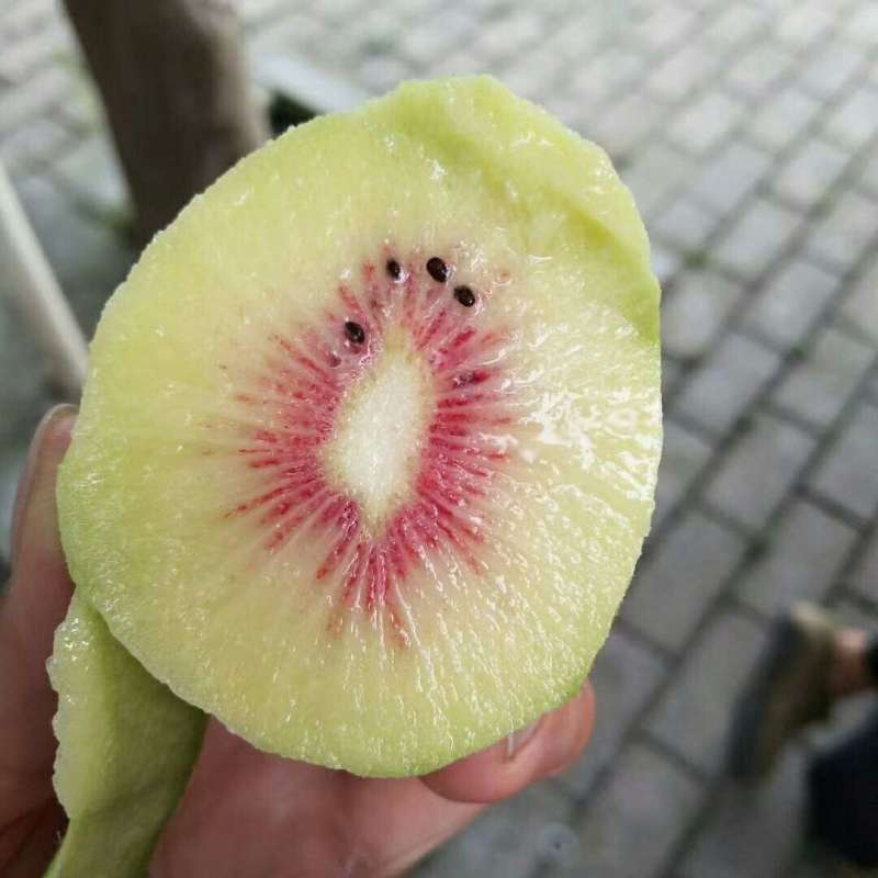 红猕猴桃鲜果感恩回馈活动