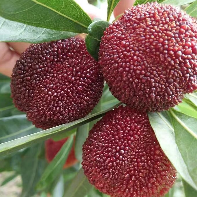 享誉海内外的超级大杨梅东魁