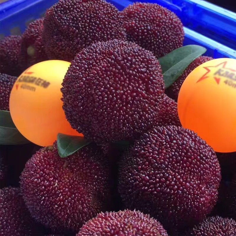 享誉海内外的超级大杨梅东魁