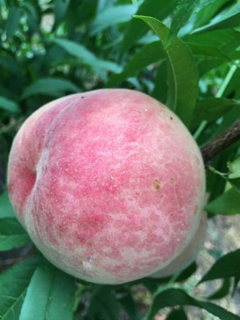 有团购云龙果业苏丽芽苗的吗 - 桃树论坛 - 水果邦农人之家论坛