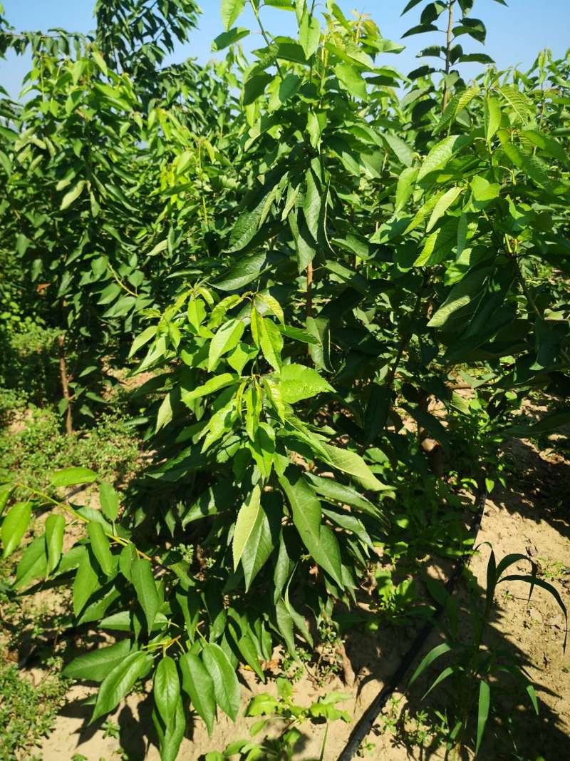 春天定植的树苗看看长势