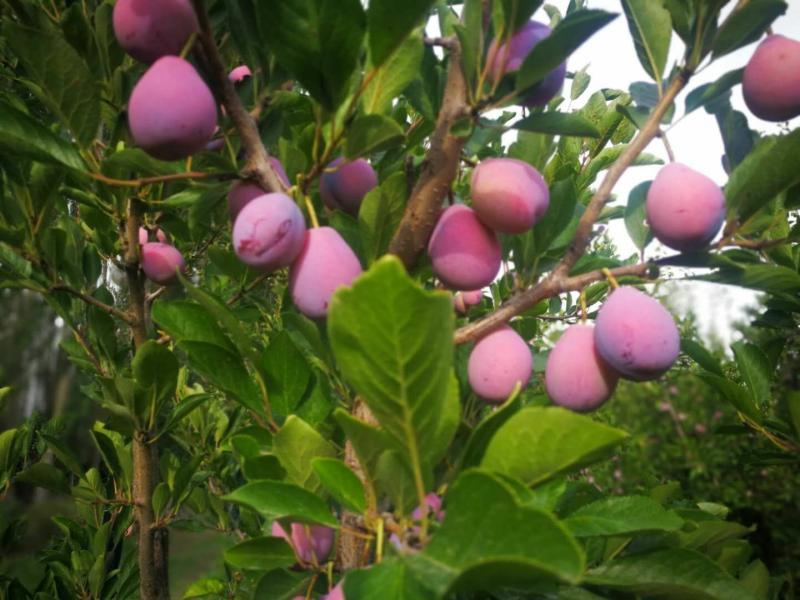 论坛 69 ≡北方果树区≡ 69 李树论坛 69 法兰西西梅成熟了