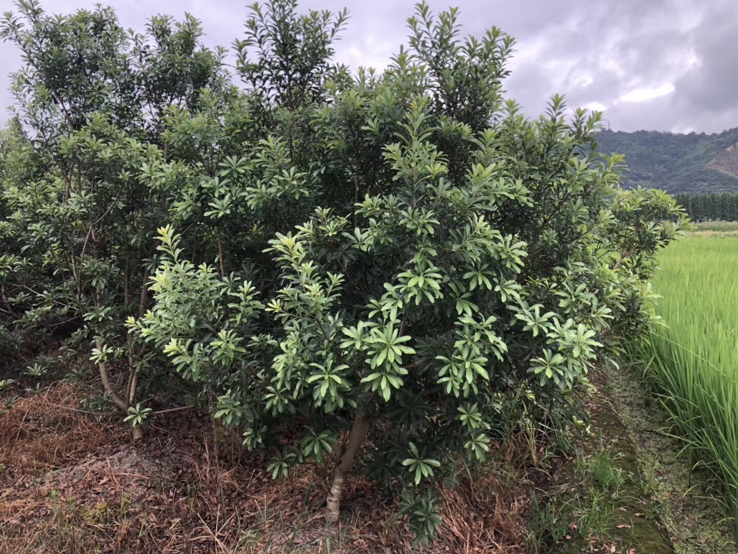 想要它結果該怎麼辦?