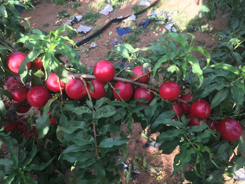 大连口感油桃杠杠滴