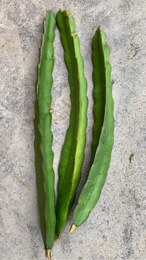 白龙砧木 - 火龙果论坛 - 水果邦农人之家论坛