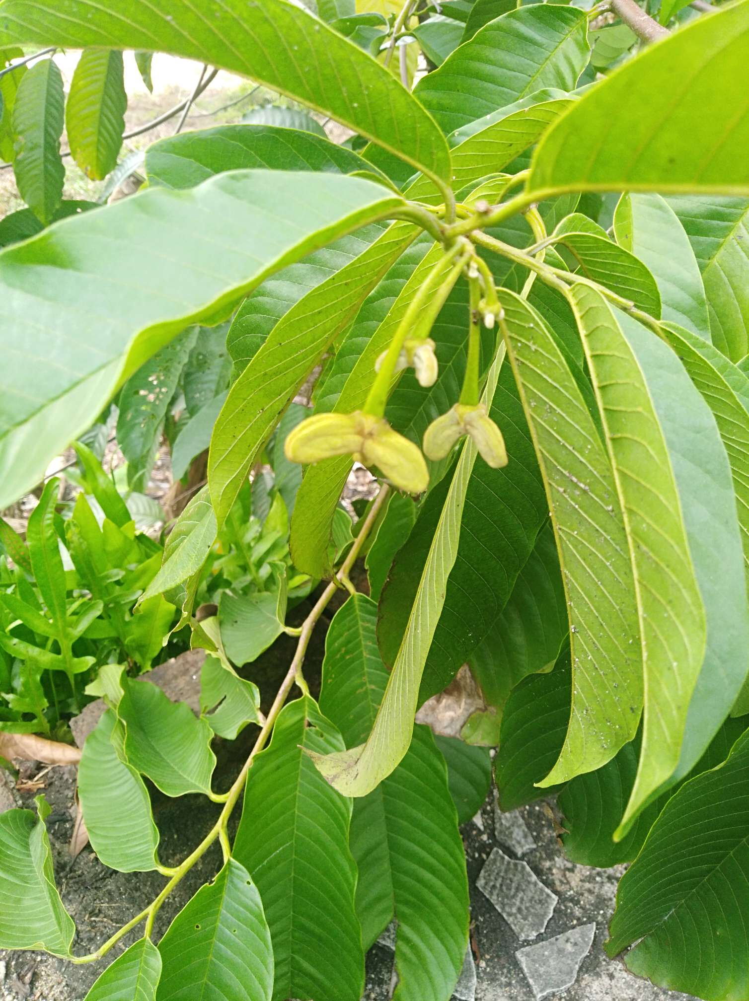 论坛 69 ≡南方果树区≡ 69 番荔枝(释迦) 69 两年的实生苗黄龙