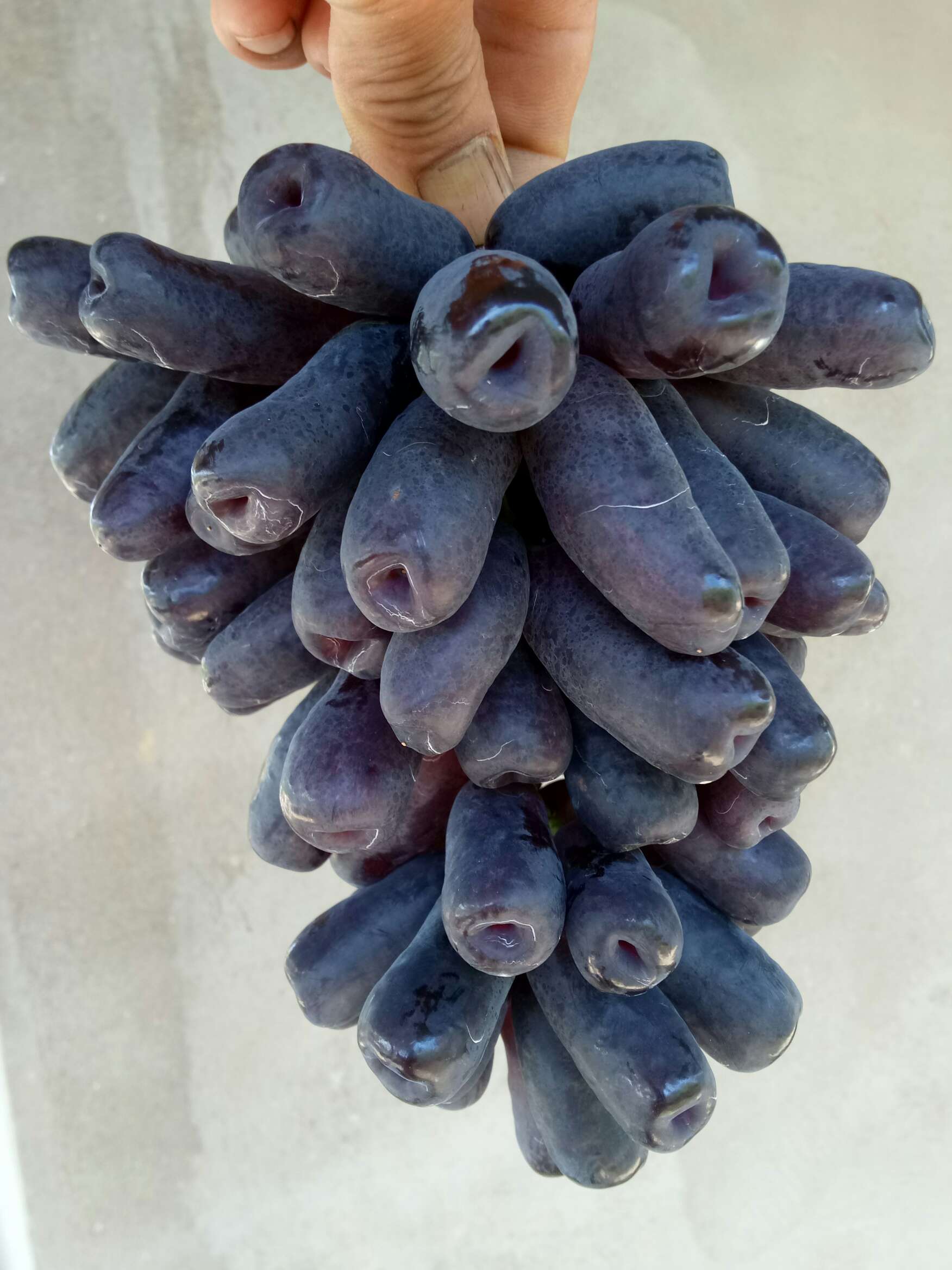 蓝宝石葡萄果实图片