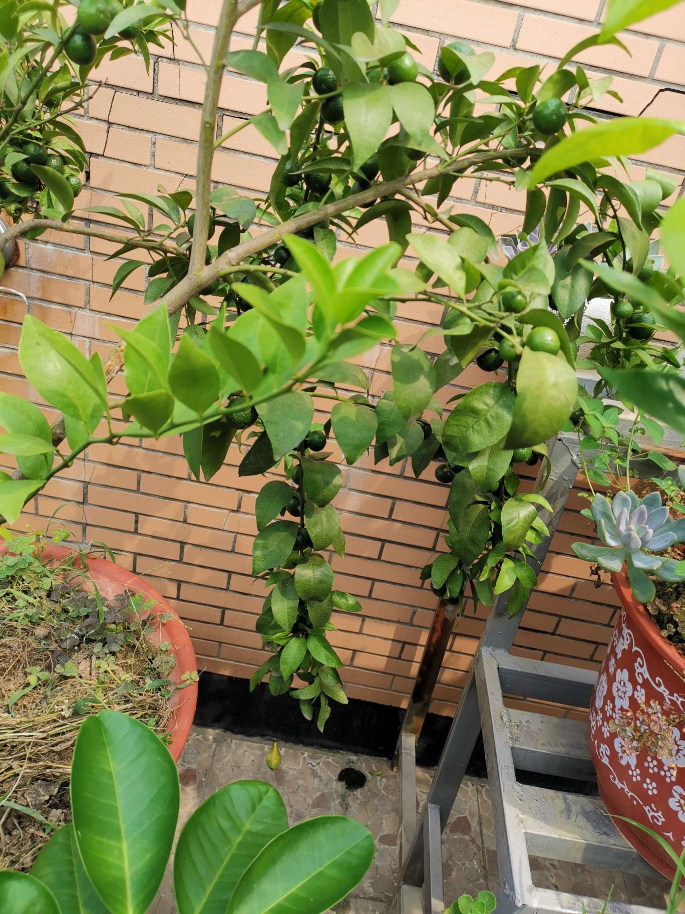 盆栽柑橘的养殖方法图片