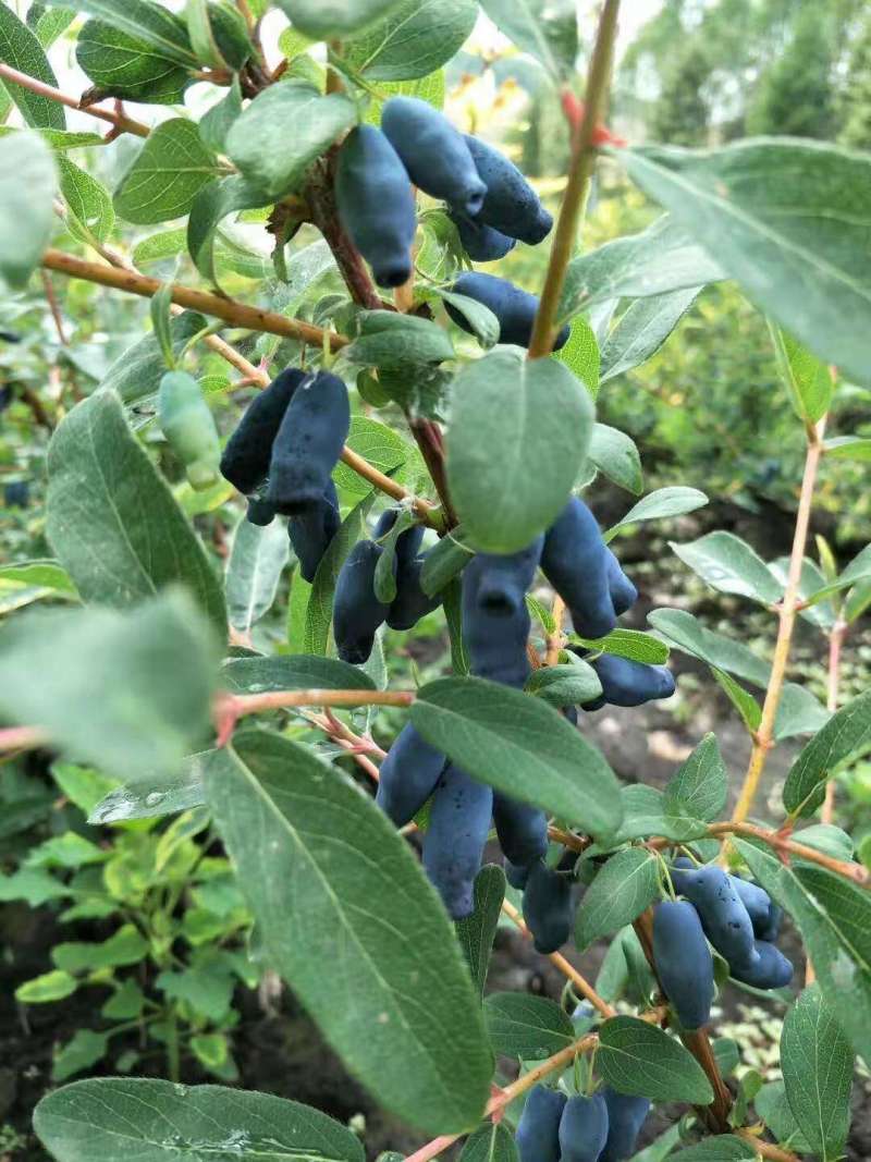 蓝靛果长果甜口新品种
