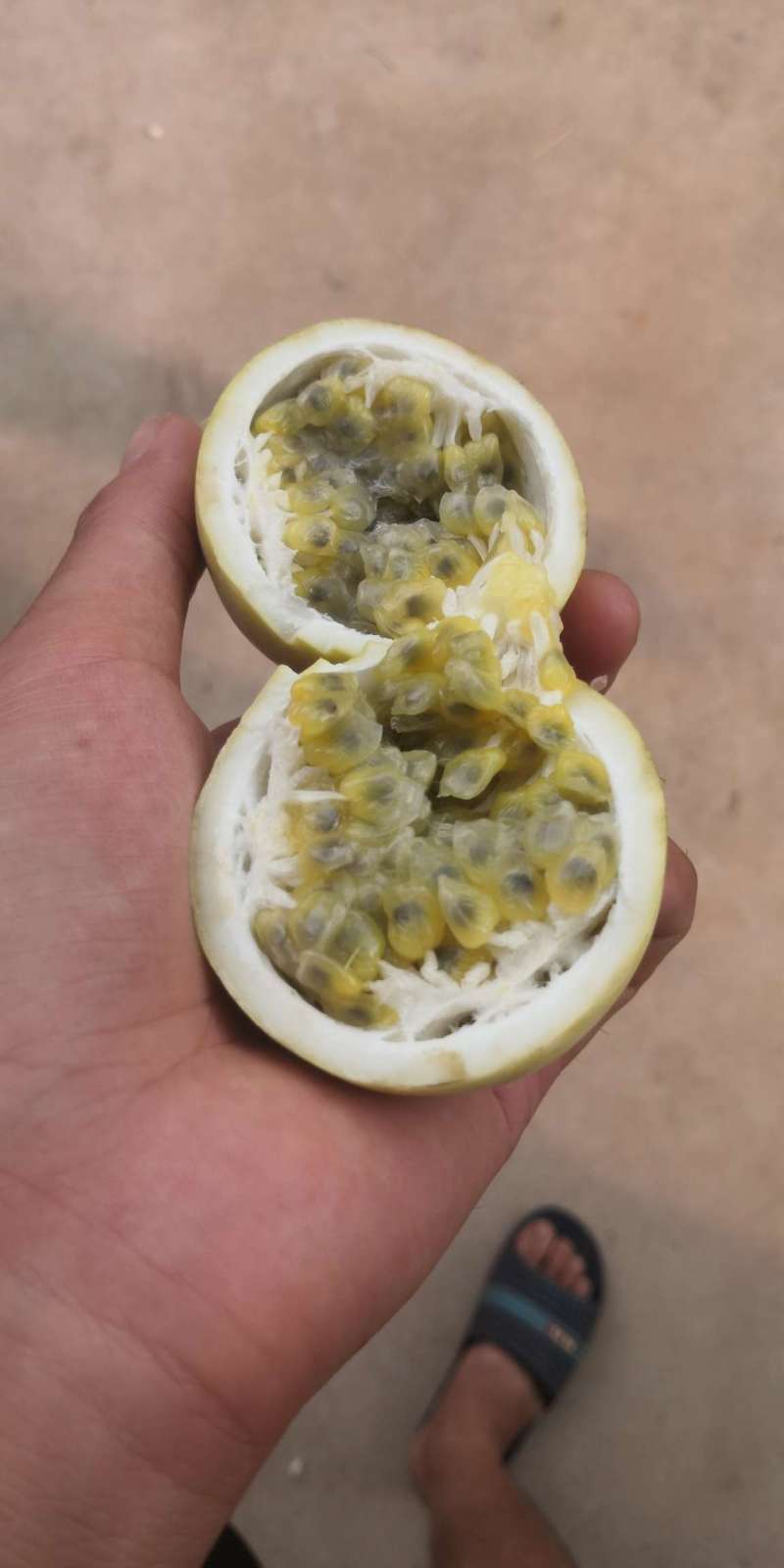 绿皮荔枝味百香果熟啦