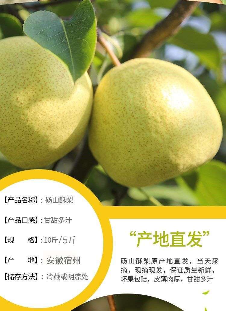 安徽砀山正宗酥梨