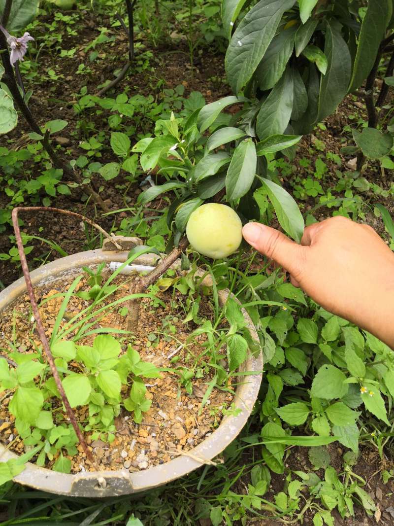 李子树盆栽种植技术(仅供参考)