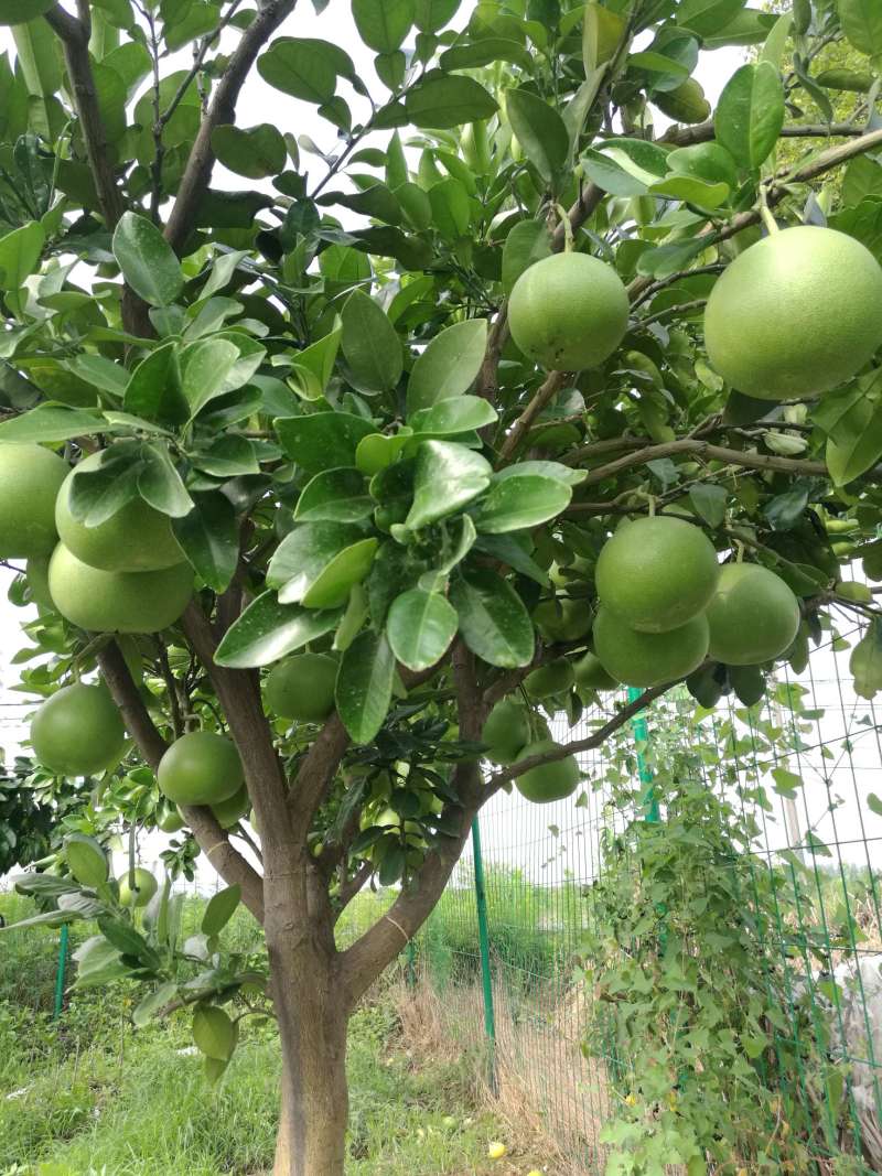 种了7年的红心柚,和玉环文旦.