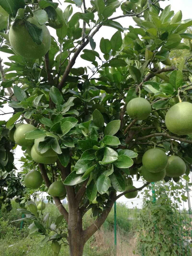 种了7年的红心柚,和玉环文旦.