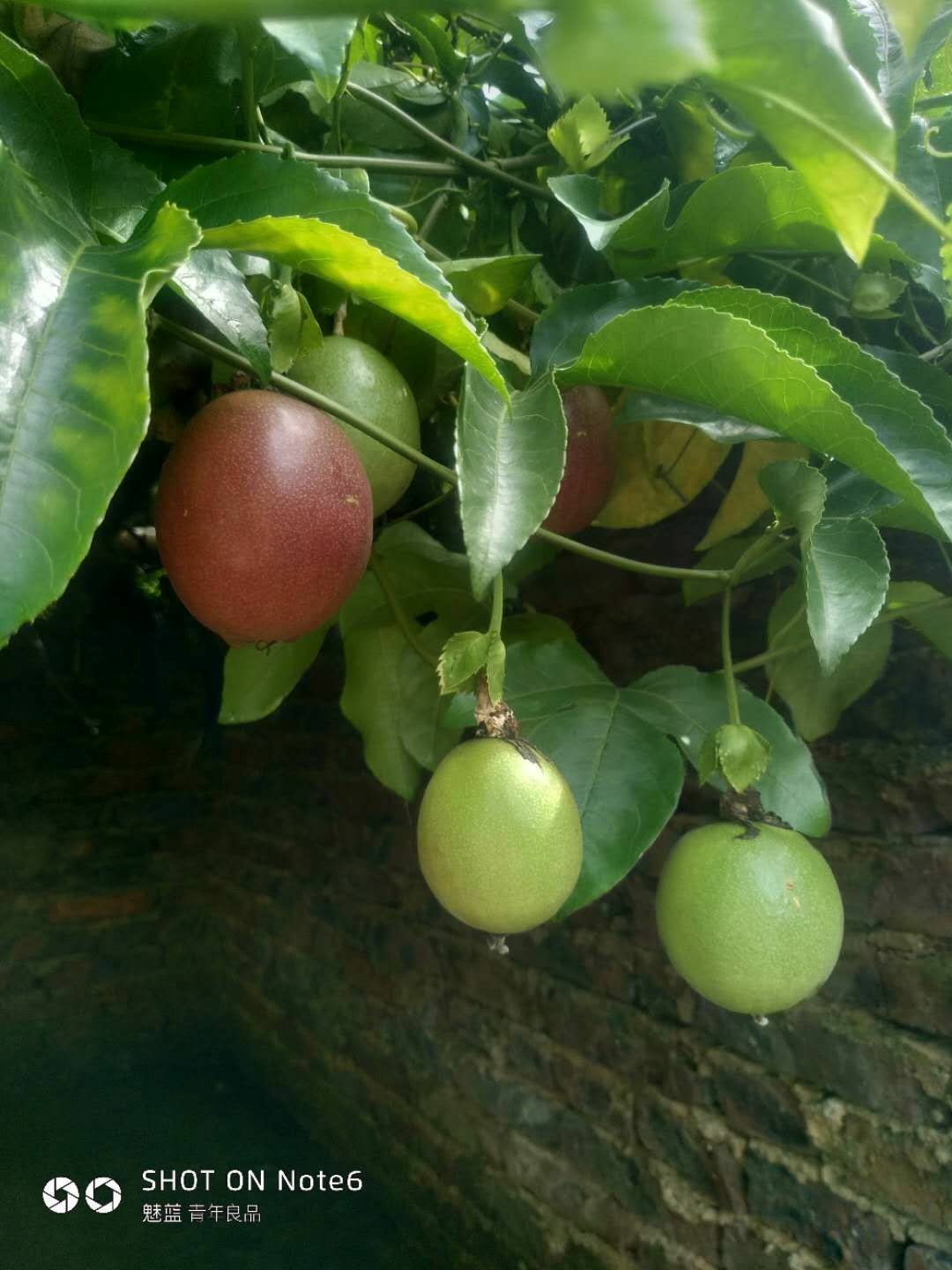 茉莉花百香果简直就是垃圾,不服来辩