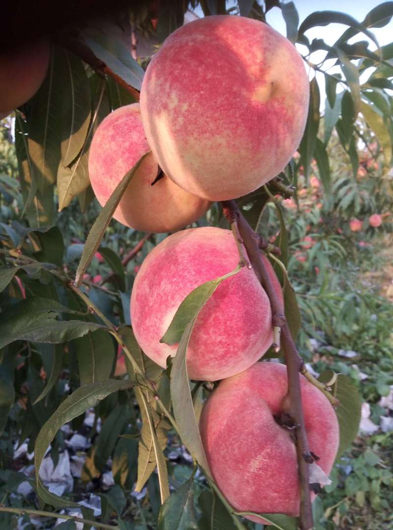 金秋红蜜脱袋第七天