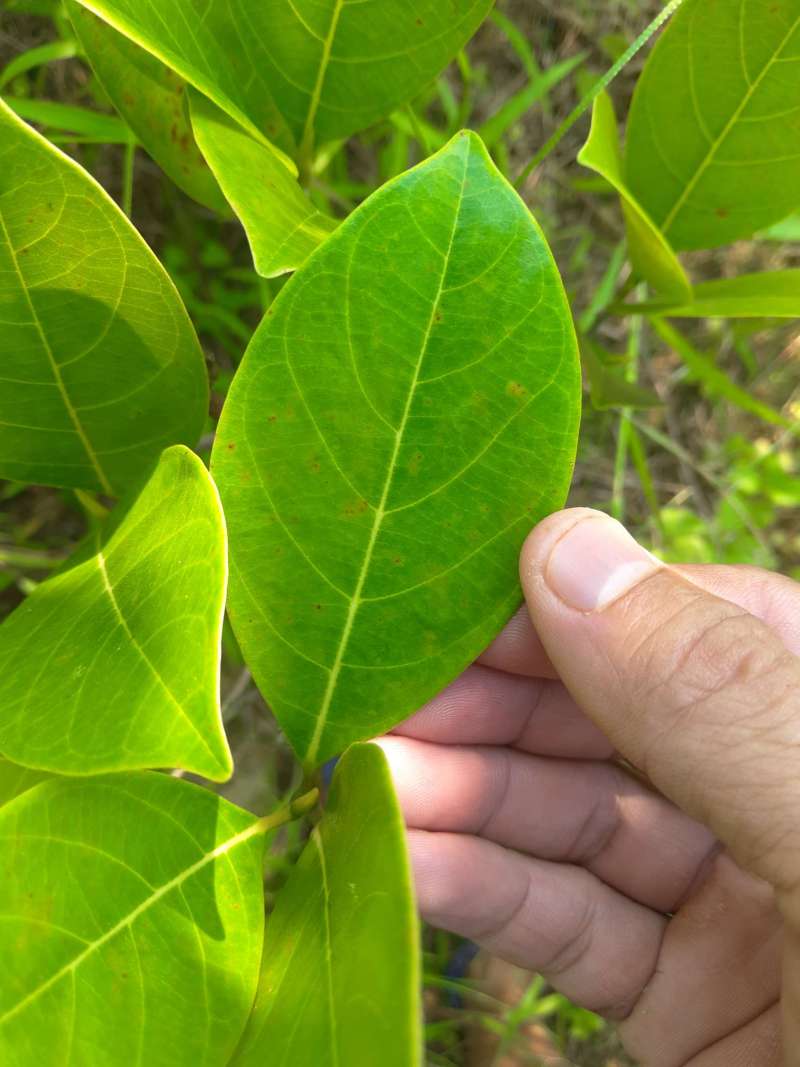 泰国红肉菠萝蜜8号