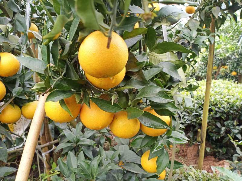 论坛 69 ≡南方果树区≡ 69 柑桔论坛 69 爱媛开始大量的黄了