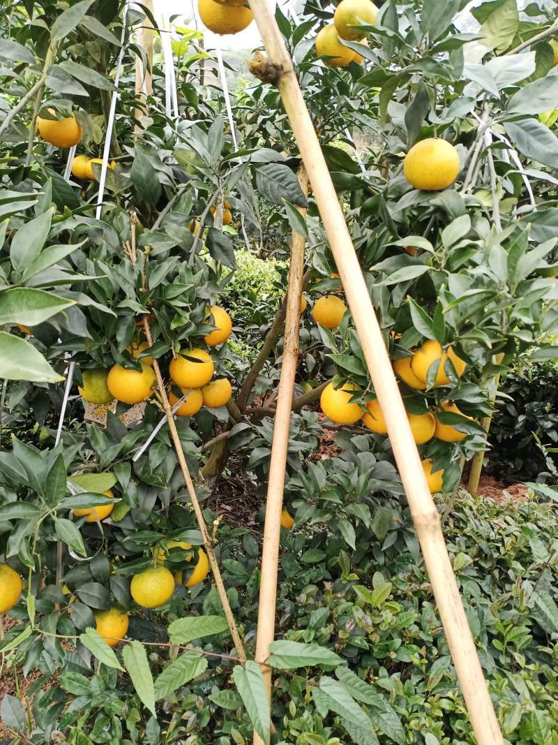 爱媛开始大量的黄了 - 柑桔论坛 - 水果邦农人之家论坛