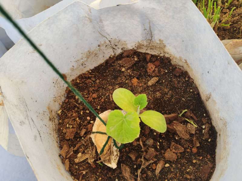 黄瓜僵苗叶片发光是什么原因