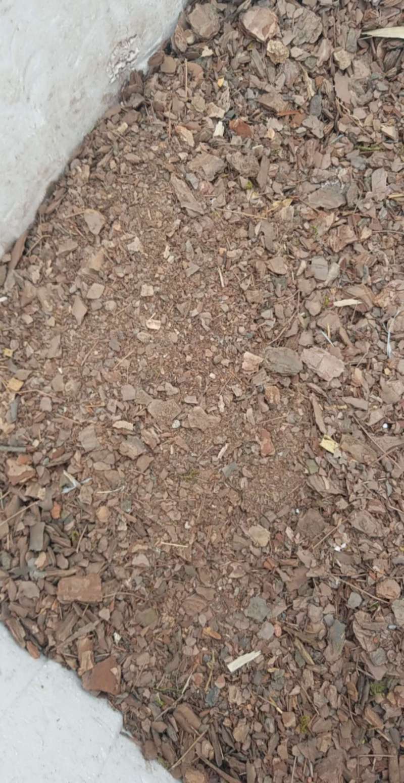 蓝莓用未发酵松鳞能拌土吗