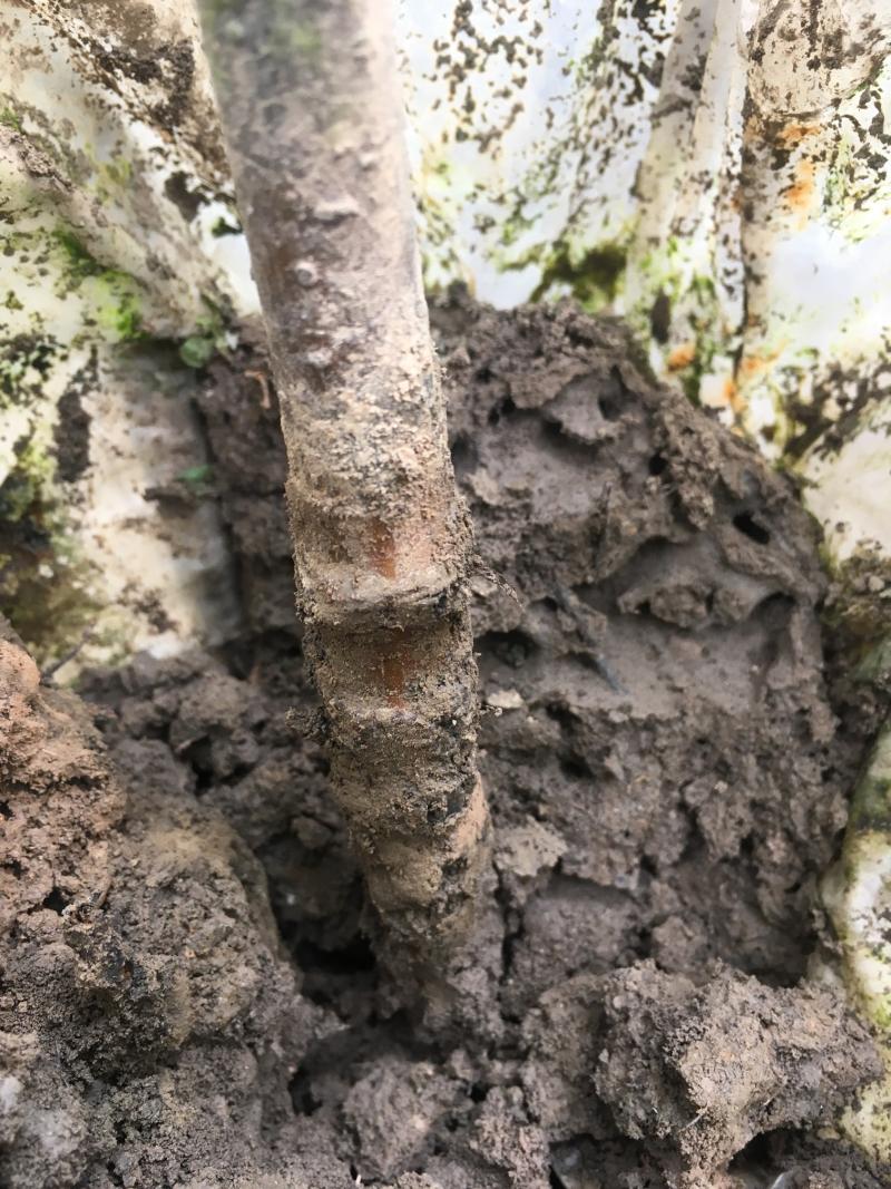 板栗高压不容易出根吗