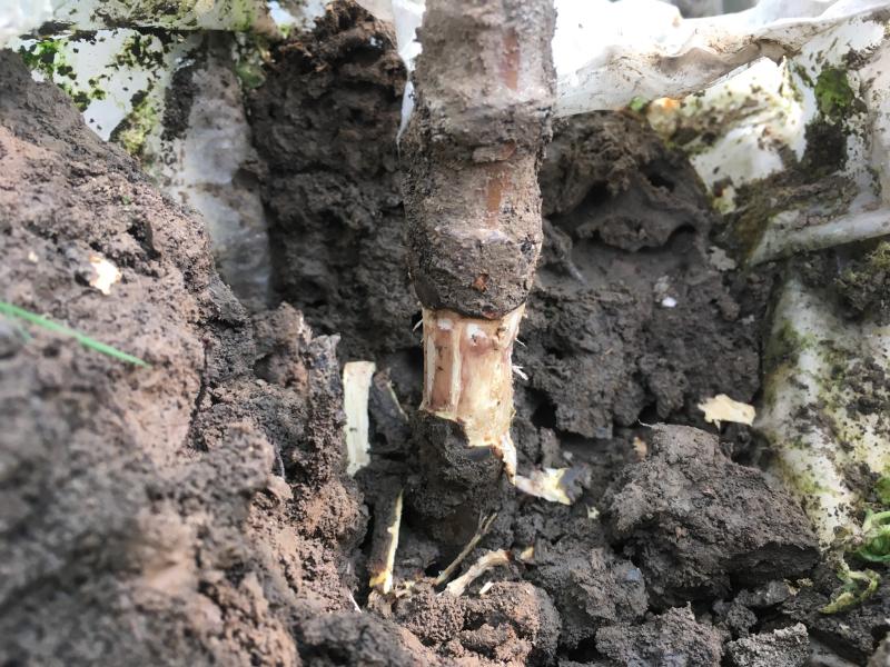 板栗高压不容易出根吗