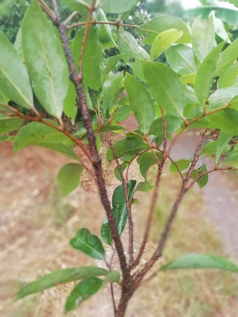 邦里的大神们有谁知道这个荔枝树枝条的什么病怎么防治喷什么药