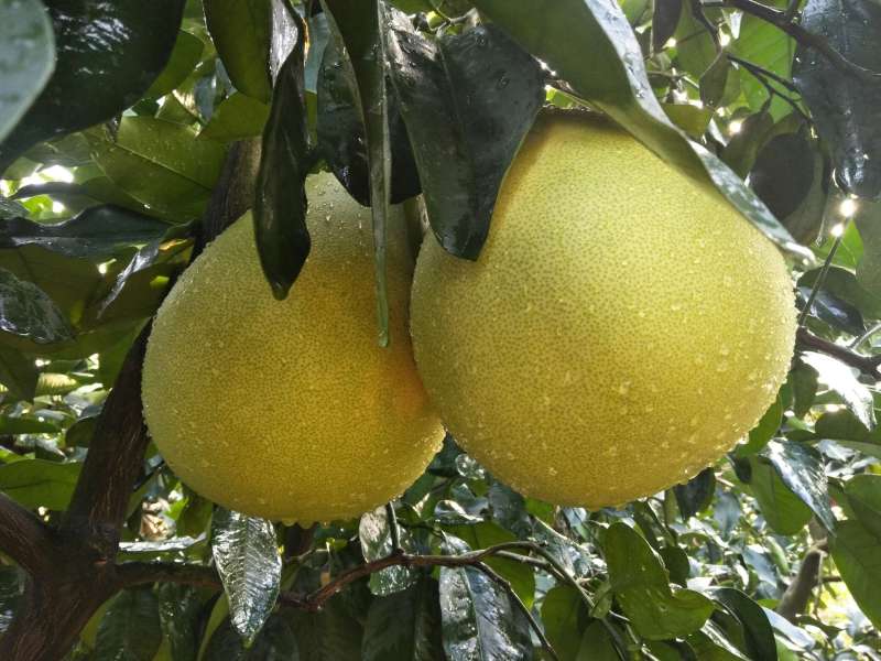 沙地红心柚,给你不一样的印象!