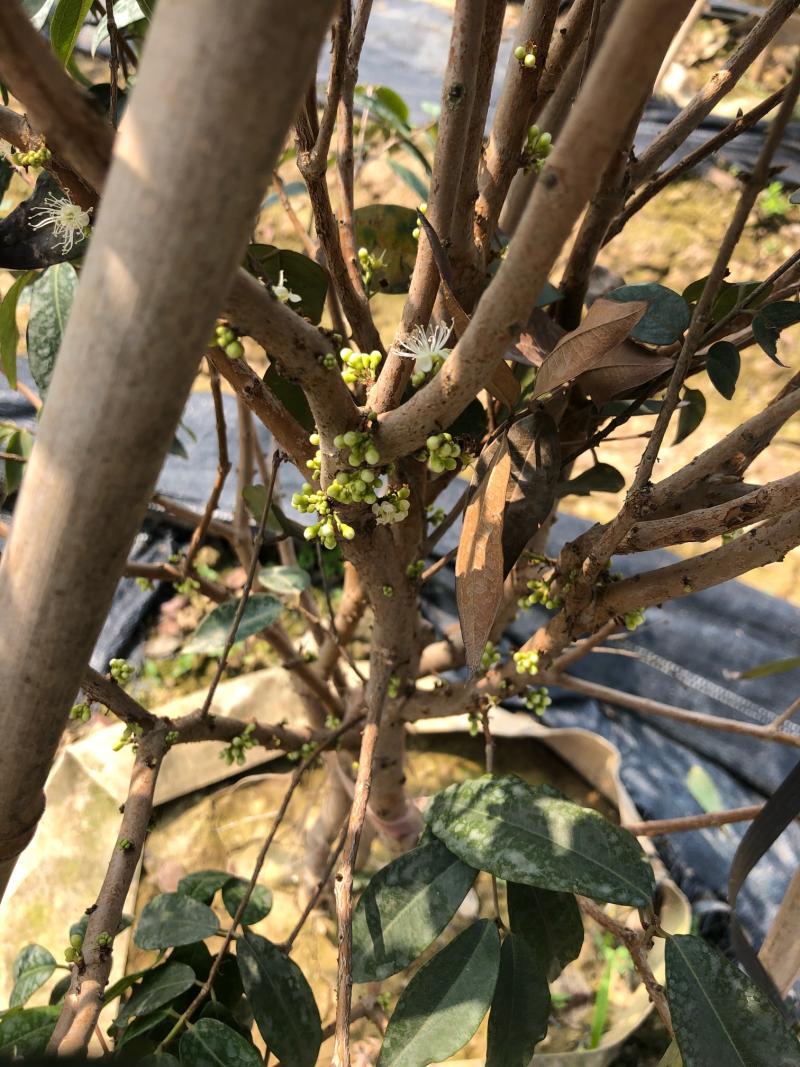 桃型嘉宝果,早生四季,大果品种,完美的爆花爆果