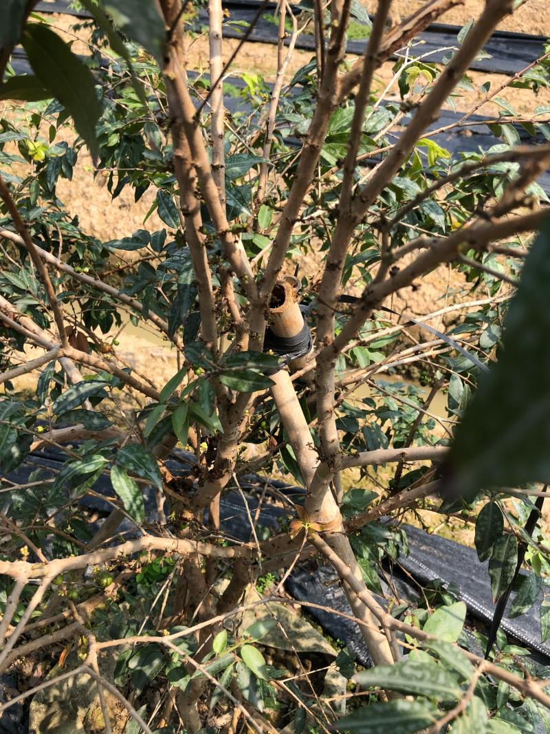 桃型嘉宝果,早生四季,大果品种,完美的爆花爆果